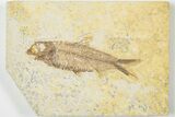 3.6" Detailed Fossil Fish (Knightia) - Wyoming - #201609-1